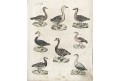 Vodní ptáci , Bertuch, mědiryt , (1800)