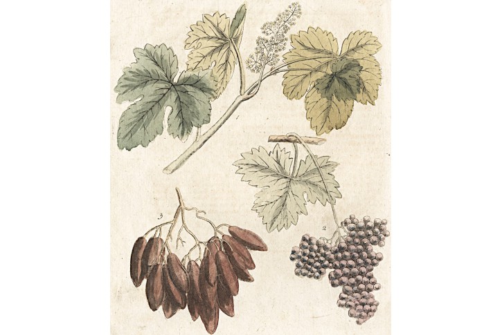 Vinná réva a kakao , Bertuch, mědiryt , (1800)