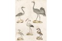 Vodní ptáci čáp , Bertuch, mědiryt , (1800)