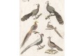 Ptáci bažantovití , Bertuch, mědiryt , (1800)