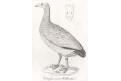 Husa kuří, Ersch a Gruber, mědiryt , (1840)
