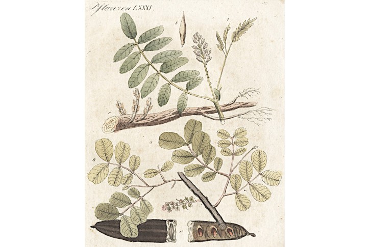 Gumovník (kaučuk), Bertuch, mědiryt , (1800)