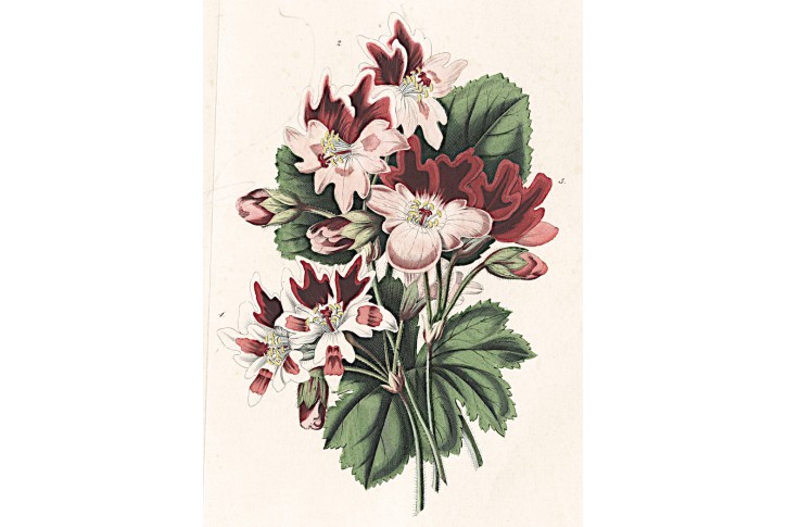 Pelargonire kytice, kolor. litografie , 1849