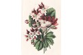 Pelargonire kytice, kolor. litografie , 1849