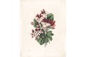 Pelargonire kytice, kolor. litografie , 1849