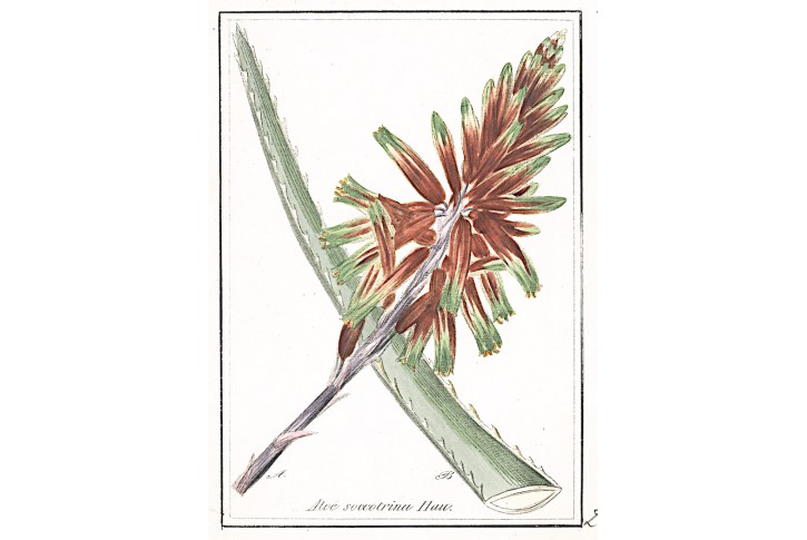 Aloe,  Winkler, kolor. mědiryt, 1834