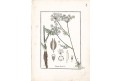 Kmín kořenný, Winkler, kolor. mědiryt, 1834