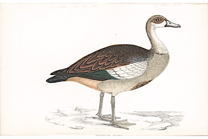 Husice nilská, kolor. dřevoryt, Morris, (1880)