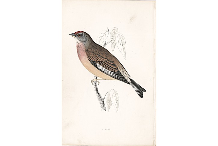 Konopka, kolor. dřevoryt, Morris, (1880)
