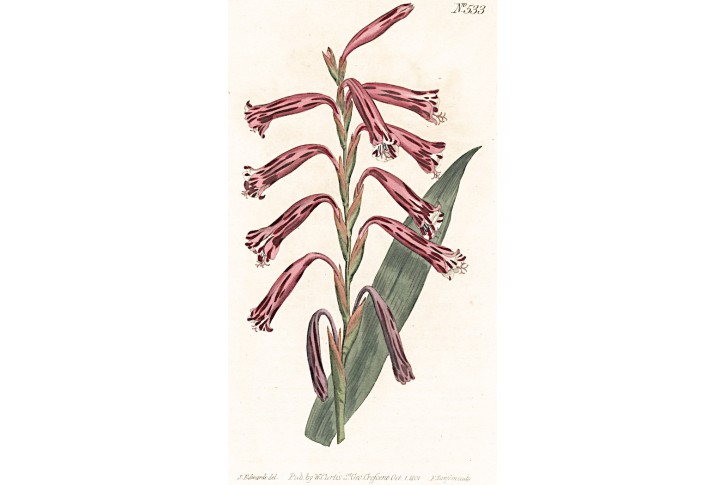 Watsonia aletroides, Curtis,mědiryt, 1801