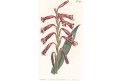 Watsonia aletroides, Curtis,mědiryt, 1801