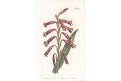 Watsonia aletroides, Curtis,mědiryt, 1801