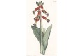 Lachenalia bulbifera, Curtis,mědiryt, 1802