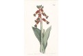 Lachenalia bulbifera, Curtis,mědiryt, 1802