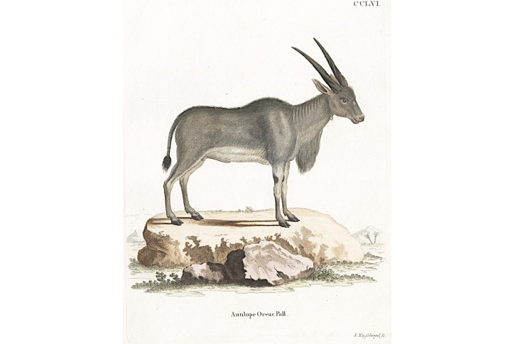Antilopa Oreas, Schreber, kolor. mědiryt, 1775