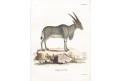 Antilopa Oreas, Schreber, kolor. mědiryt, 1775