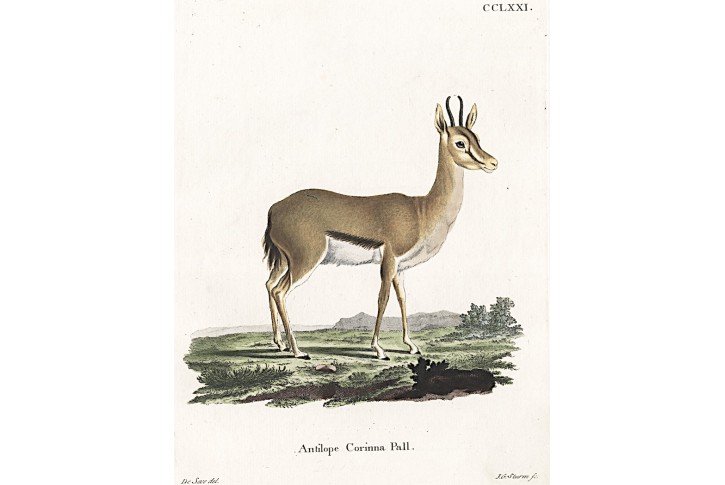 Antilopa Corinna,  Schreber, kolor. mědiryt, 1775