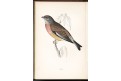 Morris : History British Birds I.- VIII, (1880)