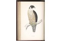 Morris : History British Birds I.- VIII, (1880)