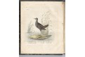 Endler - Scholz : Naturfreund IV. Breslau, 1812