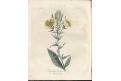 Endler - Scholz : Naturfreund IV. Breslau, 1812