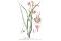 Watsonia meriana, Trew, kolor mědiryt, 1750