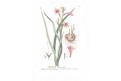 Watsonia meriana, Trew, kolor mědiryt, 1750