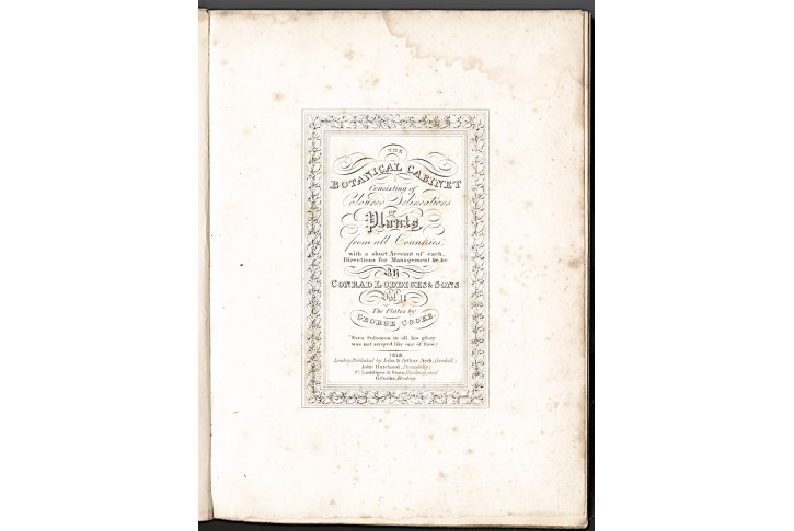 Lodiges : Botanical Cabinet Vol. II., Ldn 1818