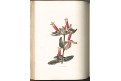 Lodiges : Botanical Cabinet Vol. II., Ldn 1818