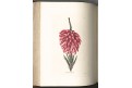 Lodiges : Botanical Cabinet Vol. II., Ldn 1818