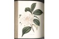 Lodiges : Botanical Cabinet Vol. II., Ldn 1818
