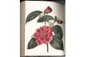 Lodiges : Botanical Cabinet Vol. II., Ldn 1818