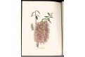 Lodiges : Botanical Cabinet Vol. II., Ldn 1818