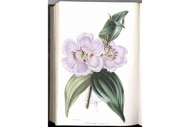 Paxton : Magazine of Botany Vol. 12., 1846