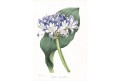 Paxton : Magazine of Botany Vol. 12., 1846