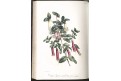 Paxton : Magazine of Botany Vol. 12., 1846