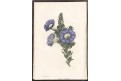 Paxton : Magazine of Botany Vol. 12., 1846