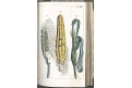 Wilhelm G.T.: Pflanzenreichs Bd. 3, Augs., 1811