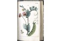 Wilhelm G.T.: Pflanzenreichs Bd. 3, Augs., 1811