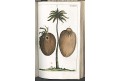 Wilhelm G.T.: Pflanzenreichs Bd. 3, Augs., 1811