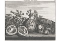 Ovoce exotické, Bruin, mědiryt, 1714