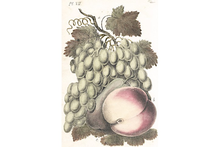 Ovoce, kolor litografie, (1860)