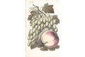 Ovoce, kolor litografie, (1860)