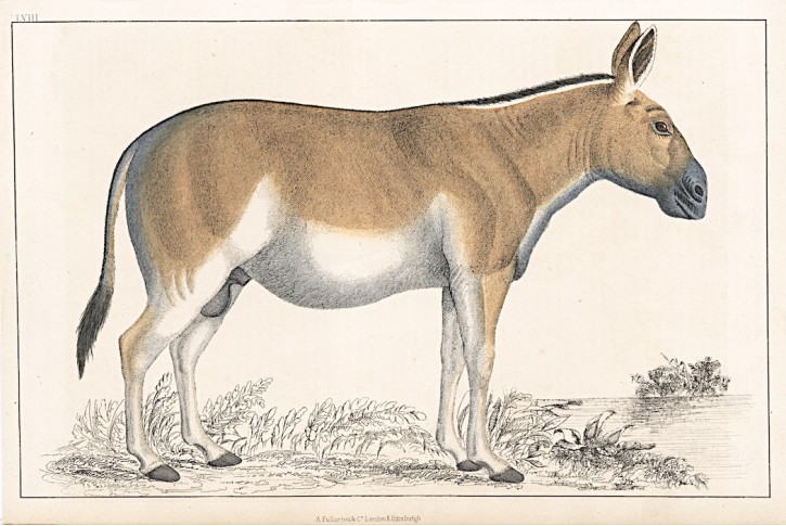 Quagga, kolor. dřevoryt, (1850)