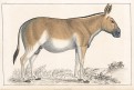 Quagga, kolor. dřevoryt, (1850)