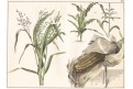 Kukuřice, litografie,  (1870)