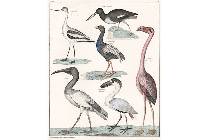 Vodní ptáci I. , Oken, kolor. litografie, 1841