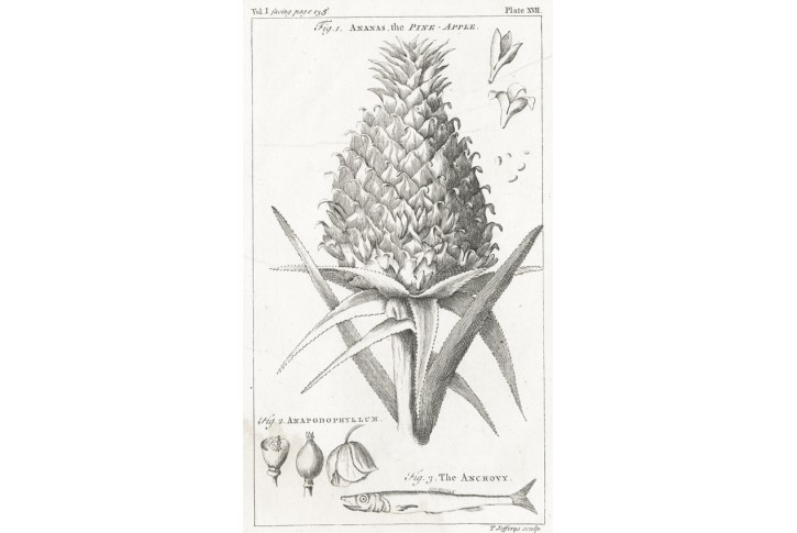 Ananas,  mědiryt , (1830)