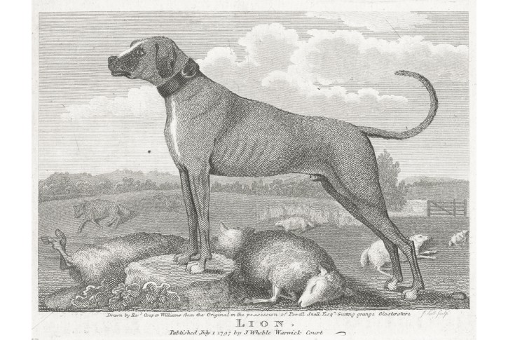 Pes Lion, Wheble, mědiryt, 1797