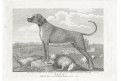 Pes Lion, Wheble, mědiryt, 1797